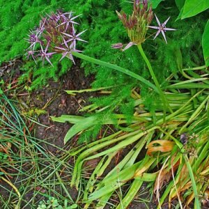 Allium cristophii bloem op goed doorlatende grond.