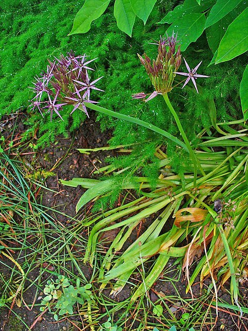 Allium cristophii bloem op goed doorlatende grond.