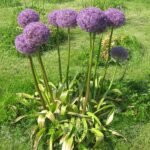 Bloeiende paarse Allium Hollandicum bloemen tegen groene bladeren.