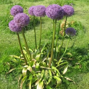 Bloeiende paarse Allium Hollandicum bloemen tegen groene bladeren.