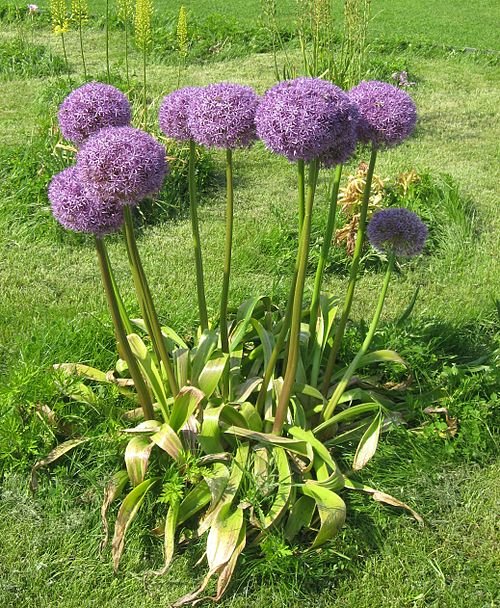 Bloeiende paarse Allium Hollandicum bloemen tegen groene bladeren.