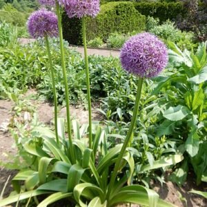 Prachtige paarse Allium 'Purple Sensation' bloemen in een tuin.