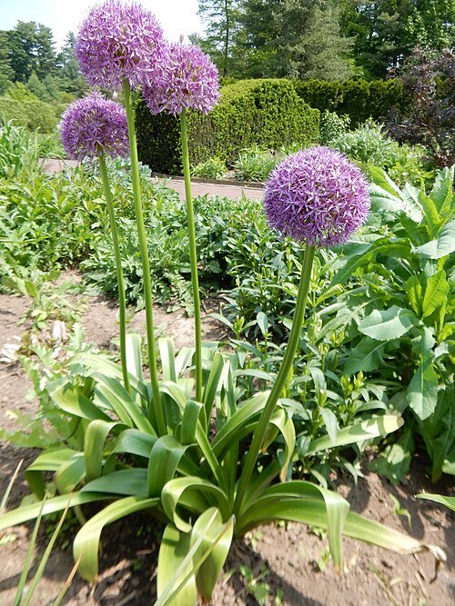 Prachtige paarse Allium 'Purple Sensation' bloemen in een tuin.