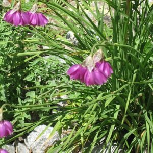 Allium insubricum bloeiende paarse bolvormige bloem op groene steel.