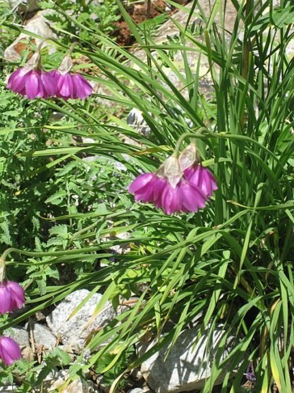 Allium insubricum bloeiende paarse bolvormige bloem op groene steel.