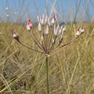 Allium moschatum bloeiende bolvormige paarse bloemen close-up.