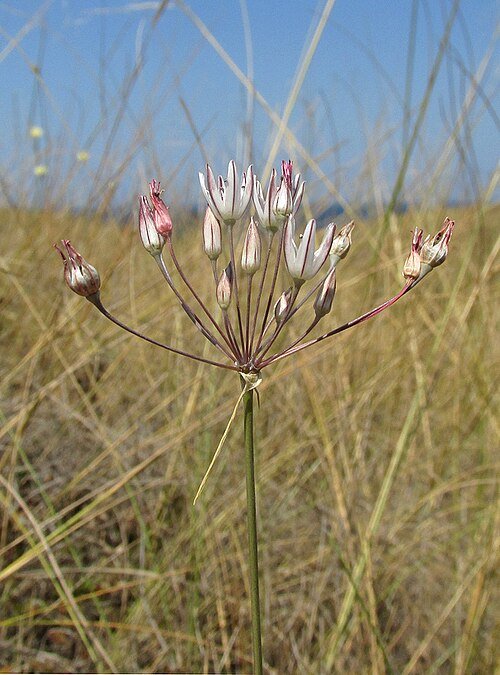 Allium moschatum bloeiende bolvormige paarse bloemen close-up.