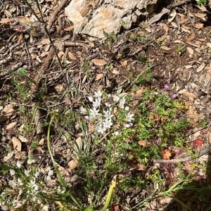 Witte Allium neapolitanum bloemen in Bosco Biccari.