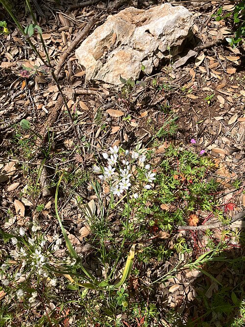 Witte Allium neapolitanum bloemen in Bosco Biccari.