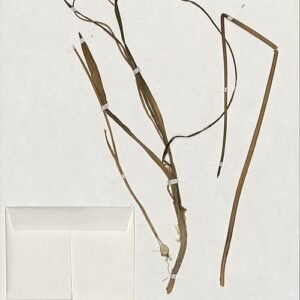 Zachtroze Allium roseum bloemen met bolvormige groene stelen en bladeren.