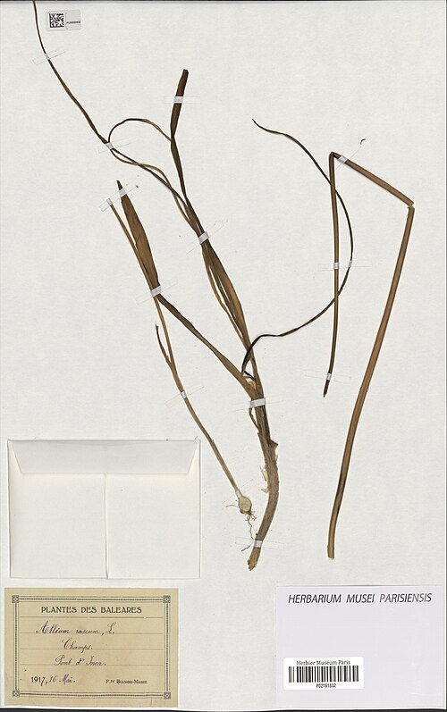 Zachtroze Allium roseum bloemen met bolvormige groene stelen en bladeren.