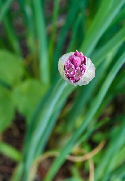 Verse bieslookkruid met paarse bloemen op groene stelen.