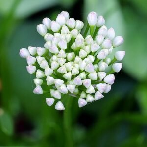Allium senescens bloemknoppen in close-up.