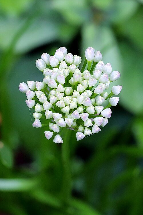 Allium senescens bloemknoppen in close-up.