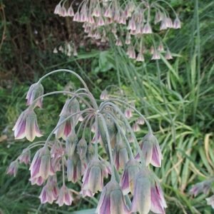 Allium siculum bloem in tinten van paars en groen.