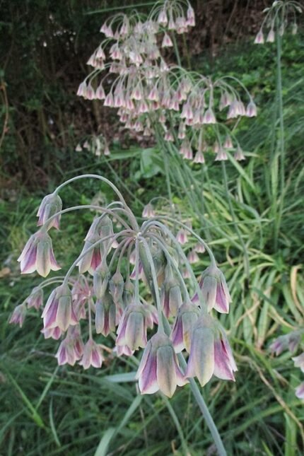 Allium siculum bloem in tinten van paars en groen.