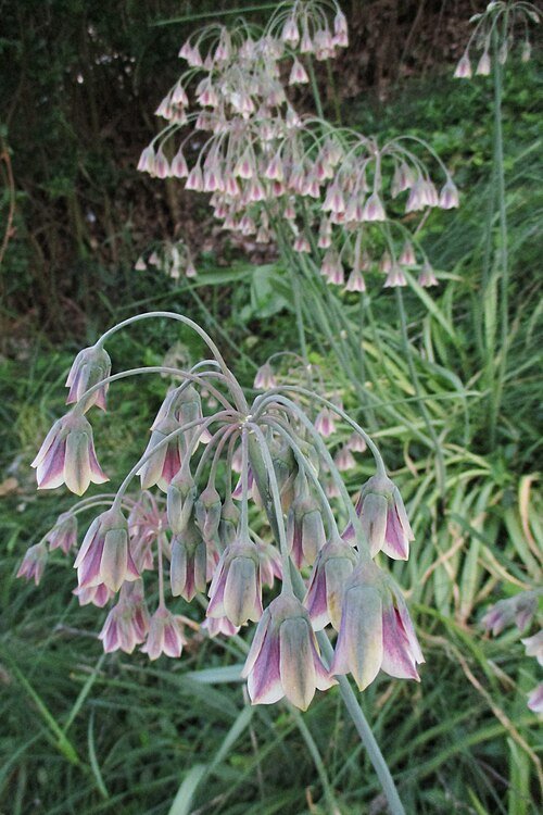 Allium siculum bloem in tinten van paars en groen.
