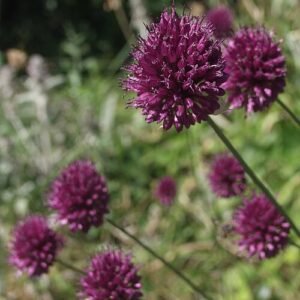 Bloeiende Allium sphaerocephalon in zonnige tuin - winterhard.