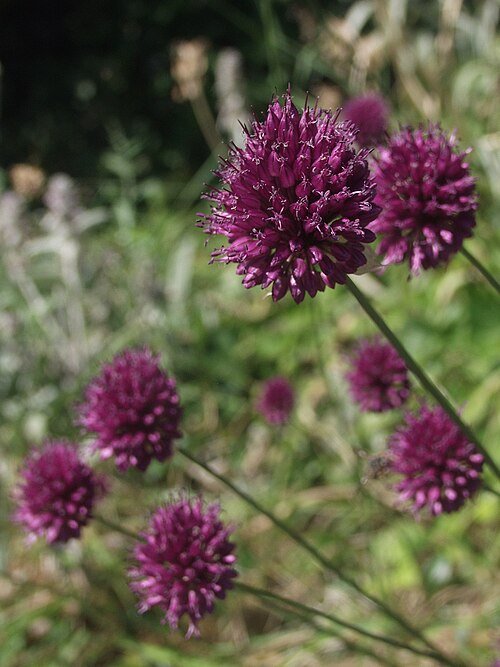 Bloeiende Allium sphaerocephalon in zonnige tuin - winterhard.