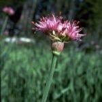 Bloeiende paarse Allium validum bloem met kleine bloemblaadjes en groene steel.