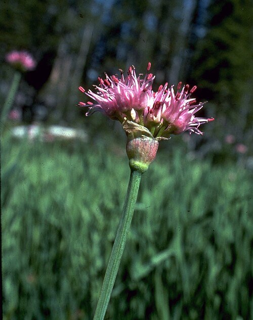 Bloeiende paarse Allium validum bloem met kleine bloemblaadjes en groene steel.