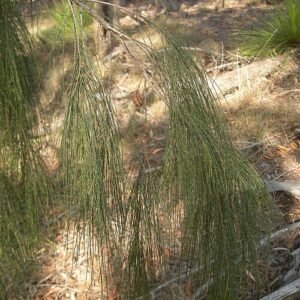 Allocasuarina torulosa met groen blad en rode vruchten.