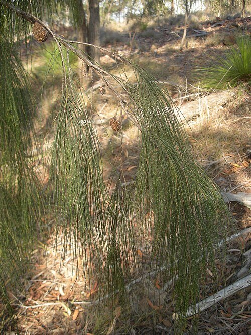 Allocasuarina torulosa met groen blad en rode vruchten.