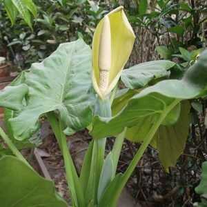 Alocasia bloem in close-up, donkere kleuren, tropische uitstraling.