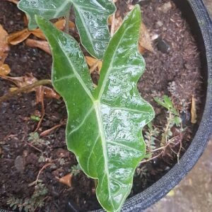 Alocasia sanderiana plant with green leaves on a blurred background.