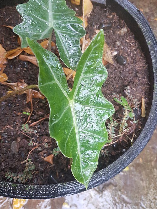 Alocasia sanderiana plant with green leaves on a blurred background.