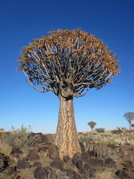 Kokerboom plant in schaduwrijke omgeving.