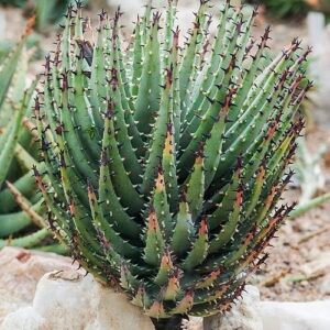Erinacea anthyllis plant met witte en lichtgroene bloemen tegen groen bladerdak.
