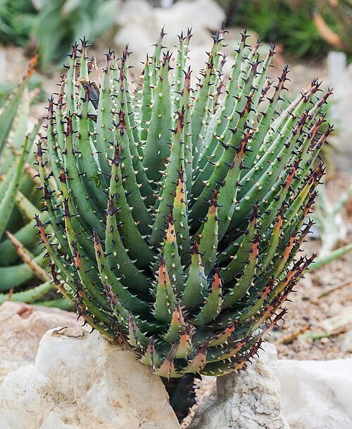 Erinacea anthyllis plant met witte en lichtgroene bloemen tegen groen bladerdak.