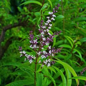 Aloysia citriodora plant met citroengeur in close-up.