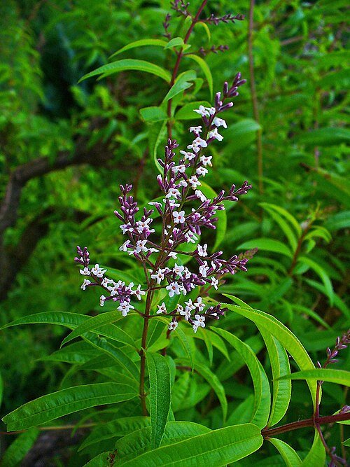 Aloysia citriodora plant met citroengeur in close-up.