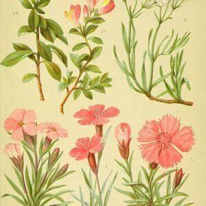 Alpen bloemen in schaduwrijke standplaats - Bosanjer productafbeelding.