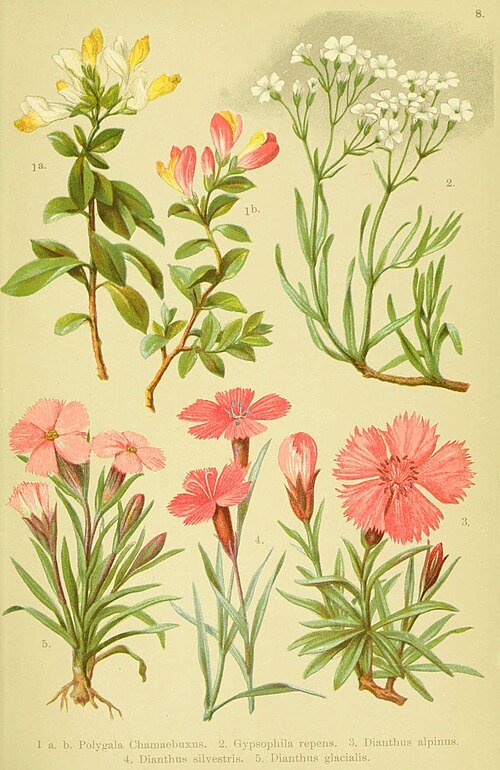 Alpen bloemen in schaduwrijke standplaats - Bosanjer productafbeelding.