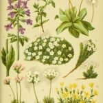 Androsace alpina met kleine witte bloemen en groen blad op rotsachtige ondergrond.