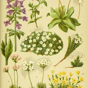 Androsace alpina met kleine witte bloemen en groen blad op rotsachtige ondergrond.