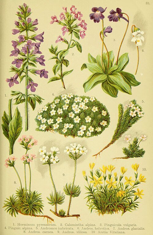 Androsace alpina met kleine witte bloemen en groen blad op rotsachtige ondergrond.