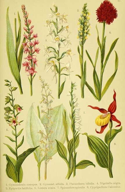 Neottia bifolia orchidee bloem in alpenlandschap met groene bladeren.