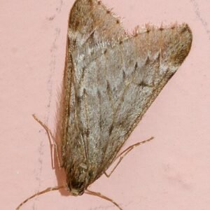 Voorjaarsboomspanner mannelijk vlinder met gespreide vleugels op bladeren.