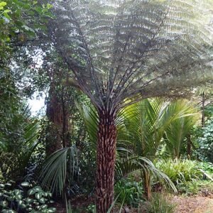 Cyathea dealbata in de Dunedin Botanische Tuin.