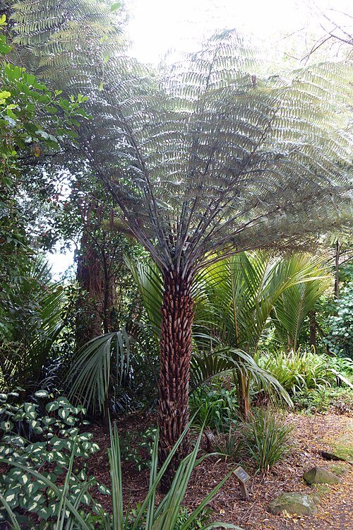 Cyathea dealbata in de Dunedin Botanische Tuin.