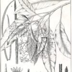 Alstonia constricta plant met glanzende groene bladeren en kleine witte bloemen.