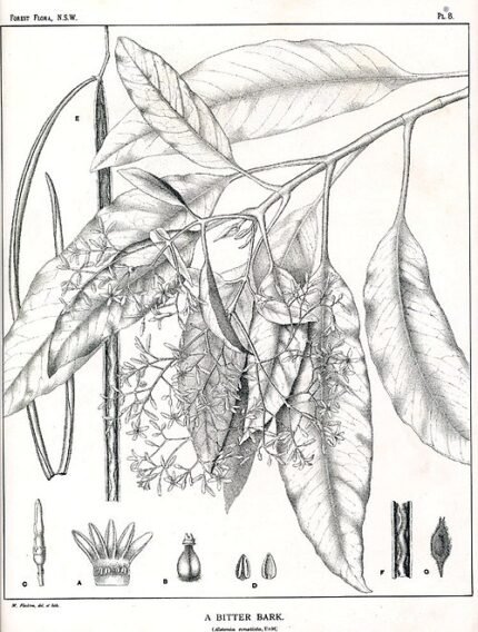 Alstonia constricta plant met glanzende groene bladeren en kleine witte bloemen.