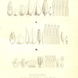Alternanthera brasiliana var. villosa plant met groen en paarse bladeren.