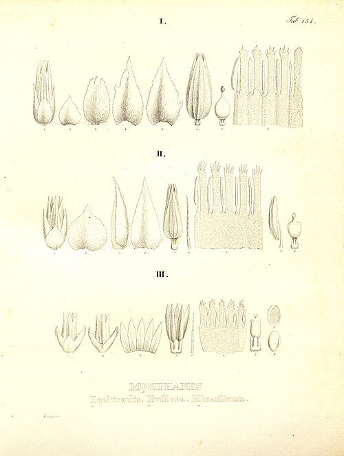 Alternanthera brasiliana var. villosa plant met groen en paarse bladeren.