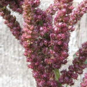 Amaranthus hypochondriacus plant met rode bloemaren en groene bladeren.