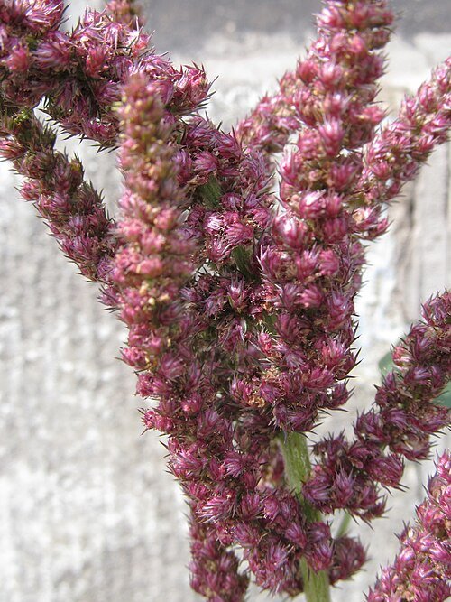 Amaranthus hypochondriacus plant met rode bloemaren en groene bladeren.